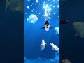 "Piper the Penguin’s Great Iceberg Adventure!" 🌊🐧💨 #fun #viralshorts