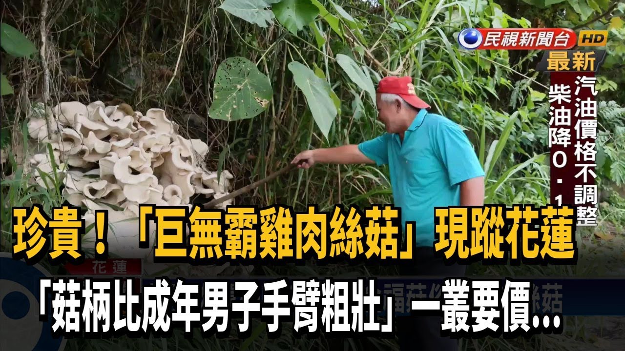 巨無霸雞肉絲菇 爽口鮮嫩一叢市價達8000元 民視新聞 Youtube