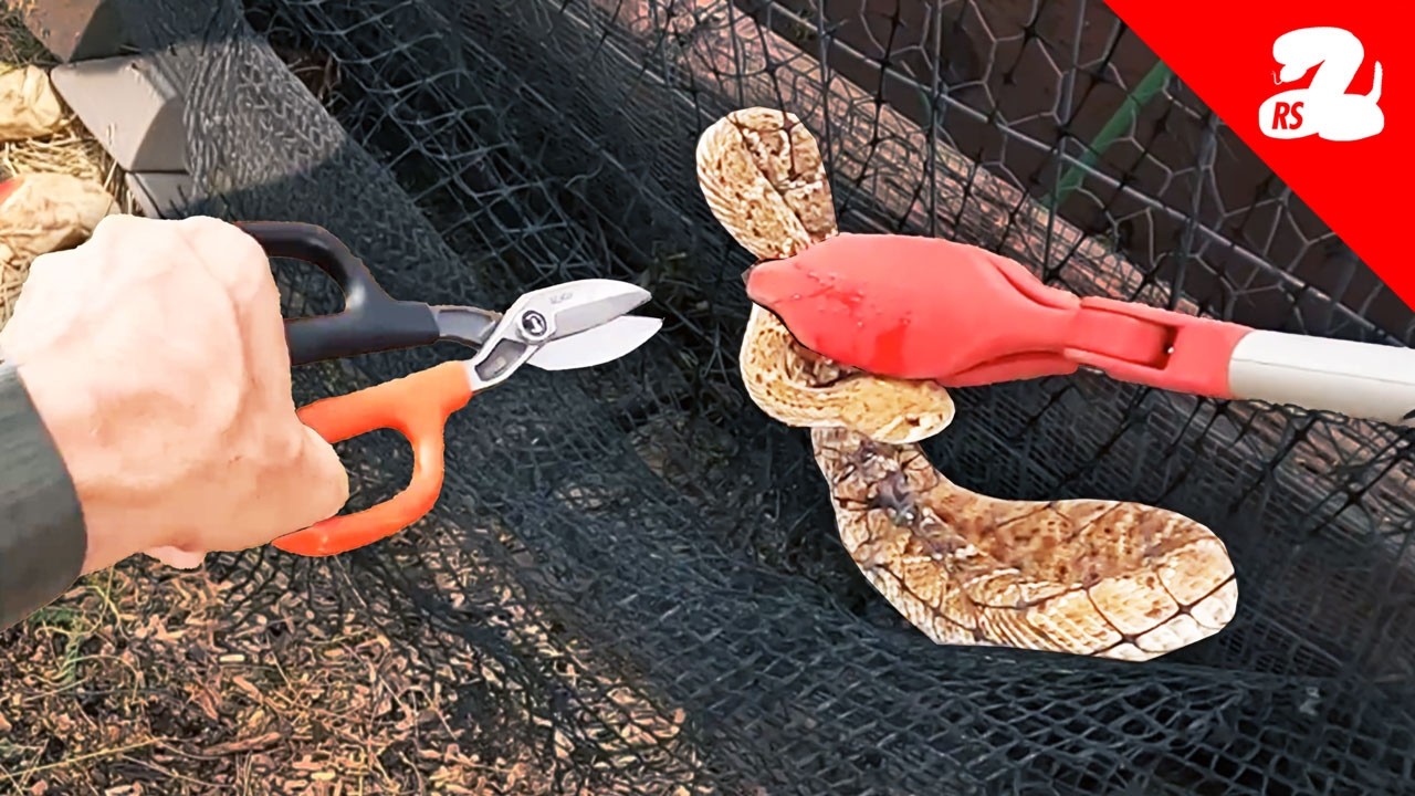 Cutting a Rattlesnake From Bird Netting