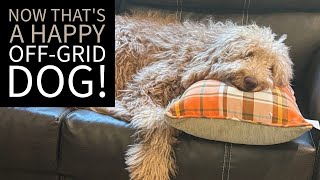 My Grandpuppy's 1st Day Alone with Me at the Off-Grid Property: Join Us As We Explore, Work, & Relax by MI Off-Grid Adventures 138 views 2 months ago 16 minutes