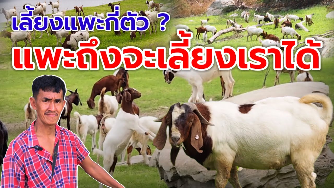 เลี้ยงแพะกี่ตัว⁉️แพะถึงจะเลี้ยงเราได้‼️ | พี่ชัด ต.หนองกรด อ.เมือง จ.นครสวรรค์