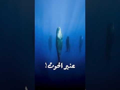 عنبر الحوت قئ الحوت بيستخرج منه أفخم انواع العطور