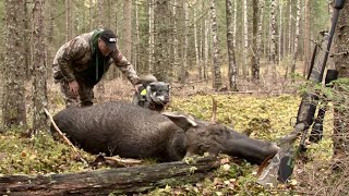 Løshundjakt på elg med Kristoffer Clausen. Hunting moose with dogs.