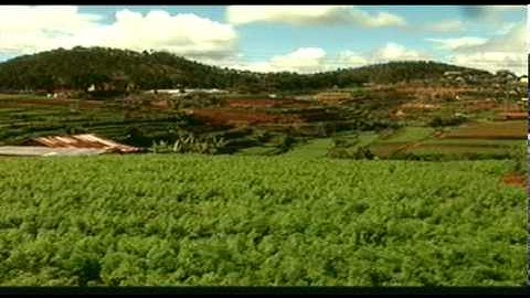 Kỹ thuật trồng cà rốt