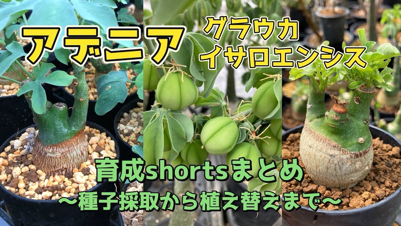 アデニア】育成shortまとめ！種子採取から植え替えまで【グラウカ