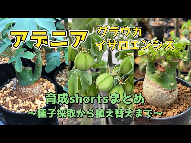 アデニア】育成shortまとめ！種子採取から植え替えまで【グラウカ