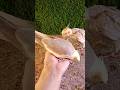 Adorable cockatiel parrot 🐦😍 #shorts #cockatiel #yellowcockatiel48