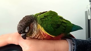 Sleeping Bird on the Hand feat. Elvis the Green Cheek Conure #sleepingbird #bird #sleeping