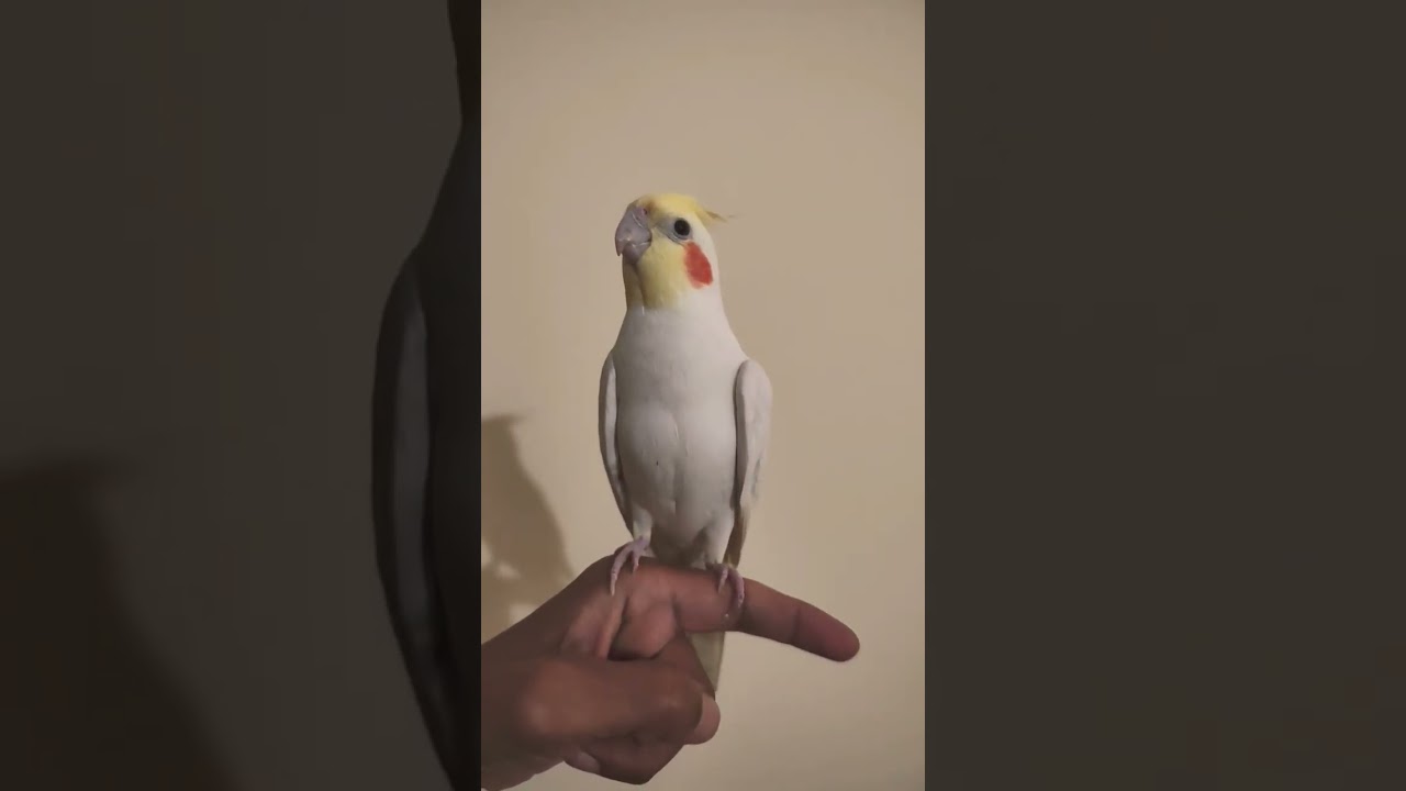 Cockatiel bird ASMR 