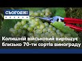 Колишній військовий на власному городі вирощує близько 70-ти сортів винограду