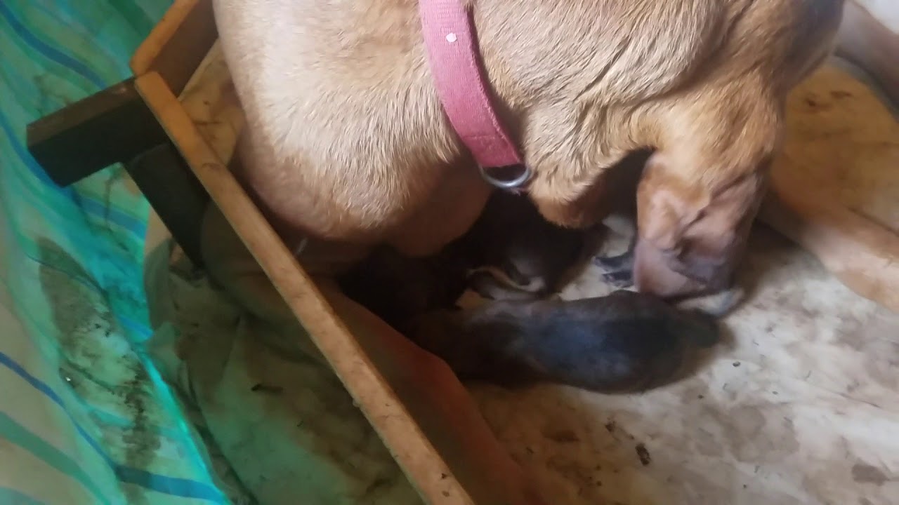 newborn bloodhound puppies