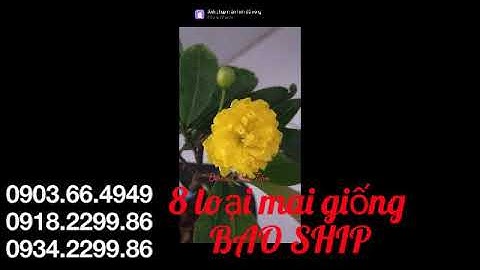 Cúc 2 tầng, tiên ông, lncv, Vip, hoàng hậu, rồng bay, 4long