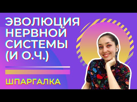 Нервная система — шпаргалка. ЦТ, ЕГЭ, ЗНО, ЕНТ