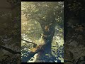 霜月はるか「エルダリア〜祈り咲く森〜」full ver.【コーラス公募企画曲】(Vietsub)
