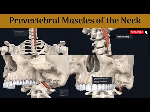 Video: Rectus Capitis Anterior Anatomy, Function & Diagram - Kroppskartor