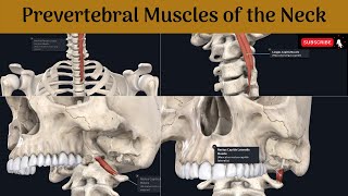 Prevertebral muscles of the neck | Longus cervicis & capitis , Rectus capitis anterior & Lateralis