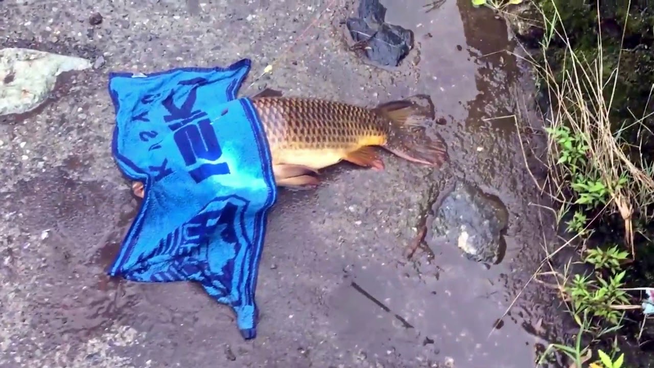 エノハ ヤマメ アマゴ 渓流釣り長湯温泉を流れる大分川水系の芹川 貴重映像 巨鯉と激闘する釣り仙人を振り返る 夏の日本一炭酸泉まつりではエノハつかみ取り大会やニジマスが放流 Youtube