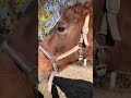 おはよー🥕ボクが1番だ🐴🐴🐴#サチモ #horse #乗馬 #さっちゃん #引退馬支援