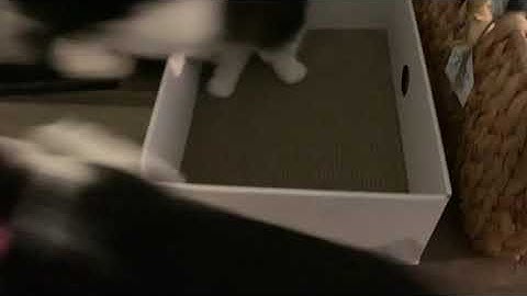 Amazon Customer reviews Conlun Cat Scratcher Box with Cat Scratching Pad Portable 3 Layer Corruga