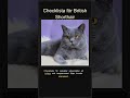 Checklista för British Shorthair 🐱📋 #Shorts