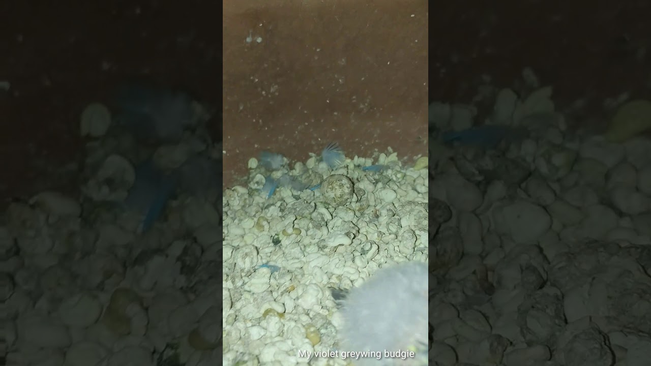 Life of my violet greywing budgie