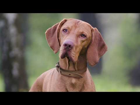 Petco Vaccinations Prices