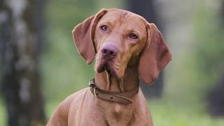Get Everyday Low Prices on Natural Balance at Petco