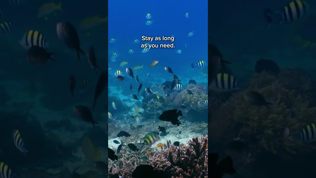 Press play on an underwater soundscape made by Earth. Tune into the real sounds of coral life. 🐠🎶