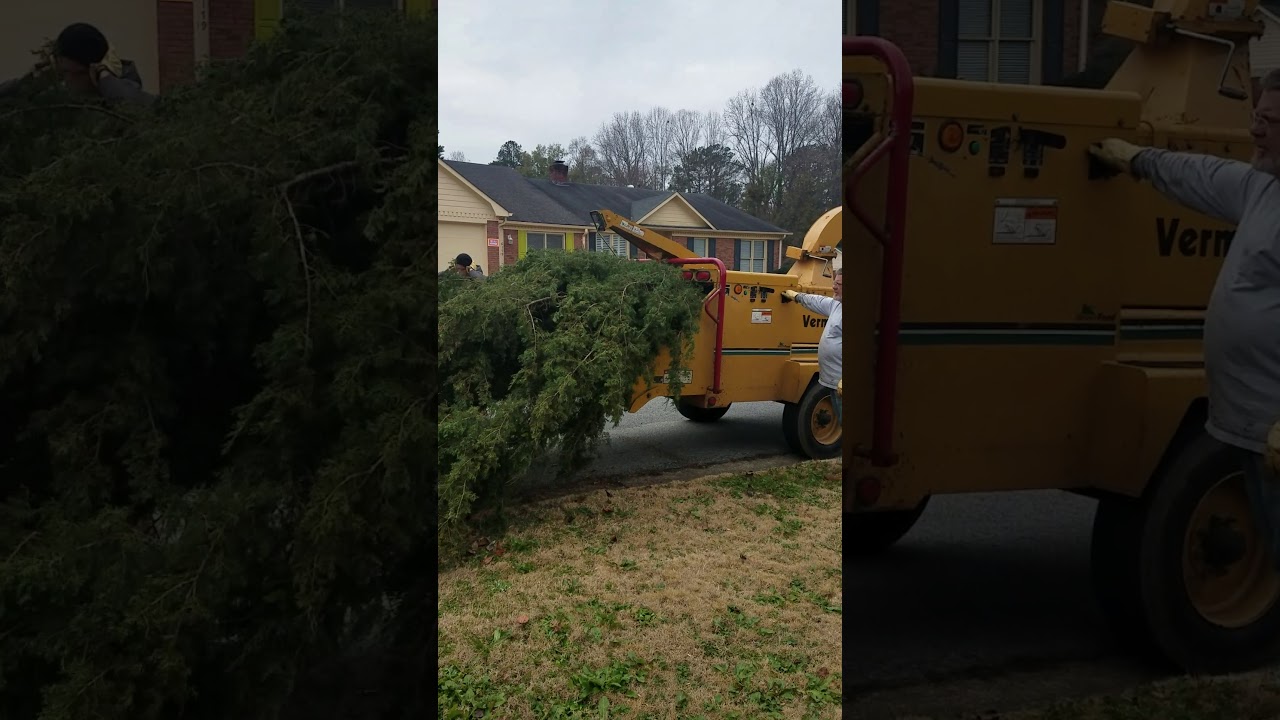 Mulching up a fallen cypress tree (Metro Turf Industries)