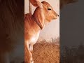 calm sound of cow | #cow sound | #asmr | #nature sound | playful | funny | angry