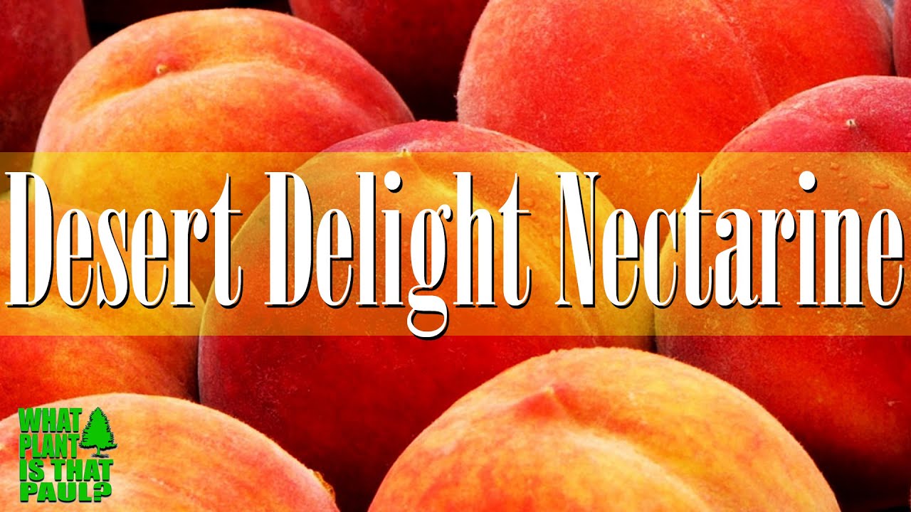 Desert Delight Nectarine Proven producer in warm winter climates