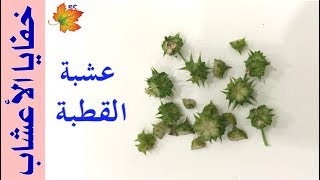 القطبة او الحسك يمكنك استخدامها في علاج حصوات الكلي