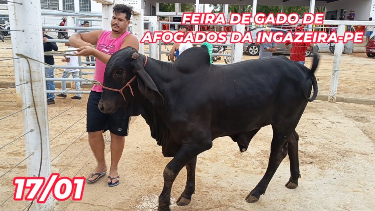 Feira de gado de Afogados da Ingazeira-PE (17/01/26)