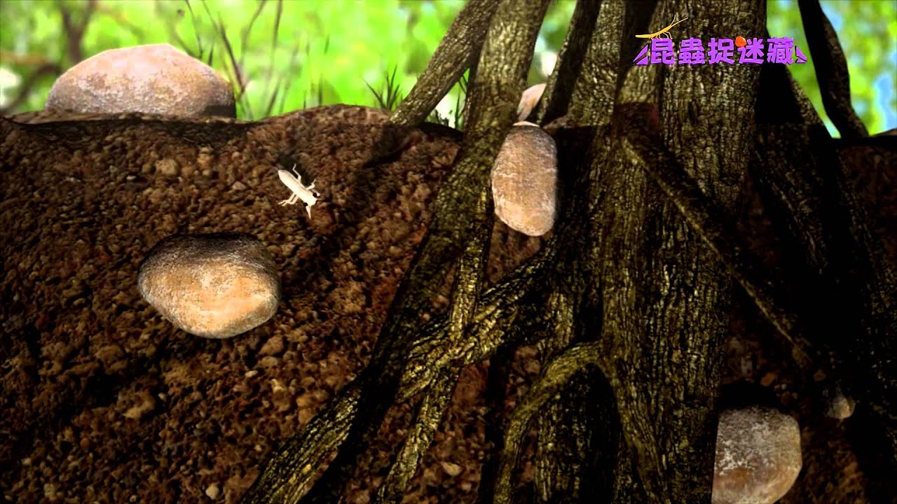 《昆蟲捉迷藏》大鳴大放的夏日樂手【夏季交響樂：蟬】