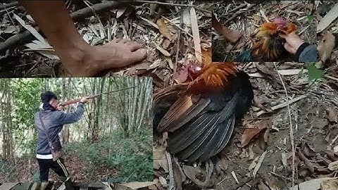 ลา่ยิงไก่ป่า yos hav zoov tua qaib qu