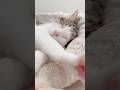 うみ のお昼寝 #cat #猫 #猫のいる暮らし #お昼寝