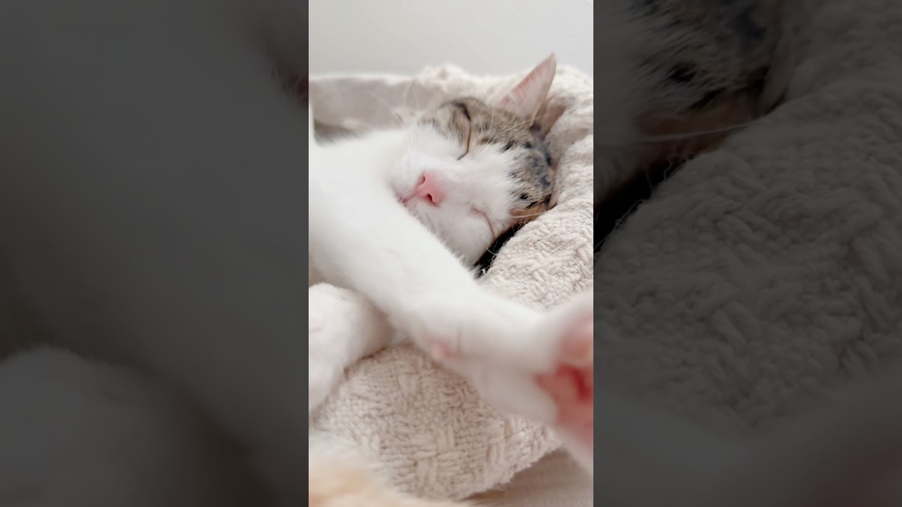 うみ のお昼寝 #cat #猫 #猫のいる暮らし #お昼寝