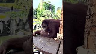 Mom and Son Eat Their Breakfast | Bali Zoo