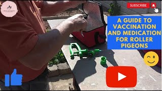 A Guide To Vaccinating And Medicating Your Birmingham Roller Pigeons