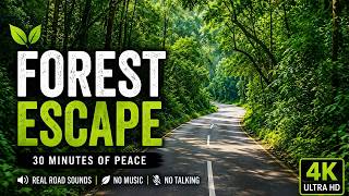 Berkendara di Hutan yang Damai 🌿 | 30 Menit Suara Jalan Alami | Pemandangan Pegunungan dari Sudut Pandang Orang Pertama (4K)