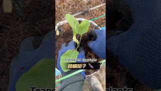Eggplant Transplants