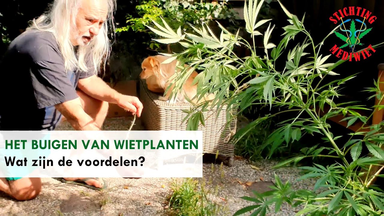 Het buigen van wietplanten, wat zijn de voordelen?