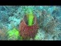 The Fascinating World of Sponge Filter Feeding and Water Pumping