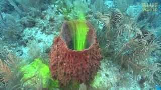 Amazing Footage Of Sponges Pumping