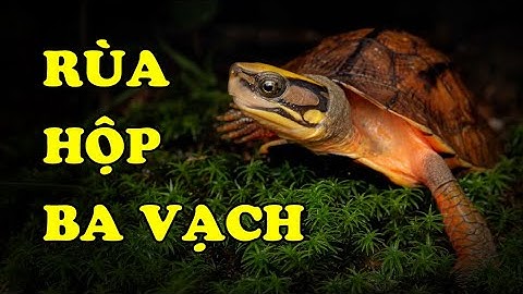 Tìm hiểu về Rùa Hộp Ba Vạch | Loài rùa cận kề tuyệt chủng | Hoàng Long Family