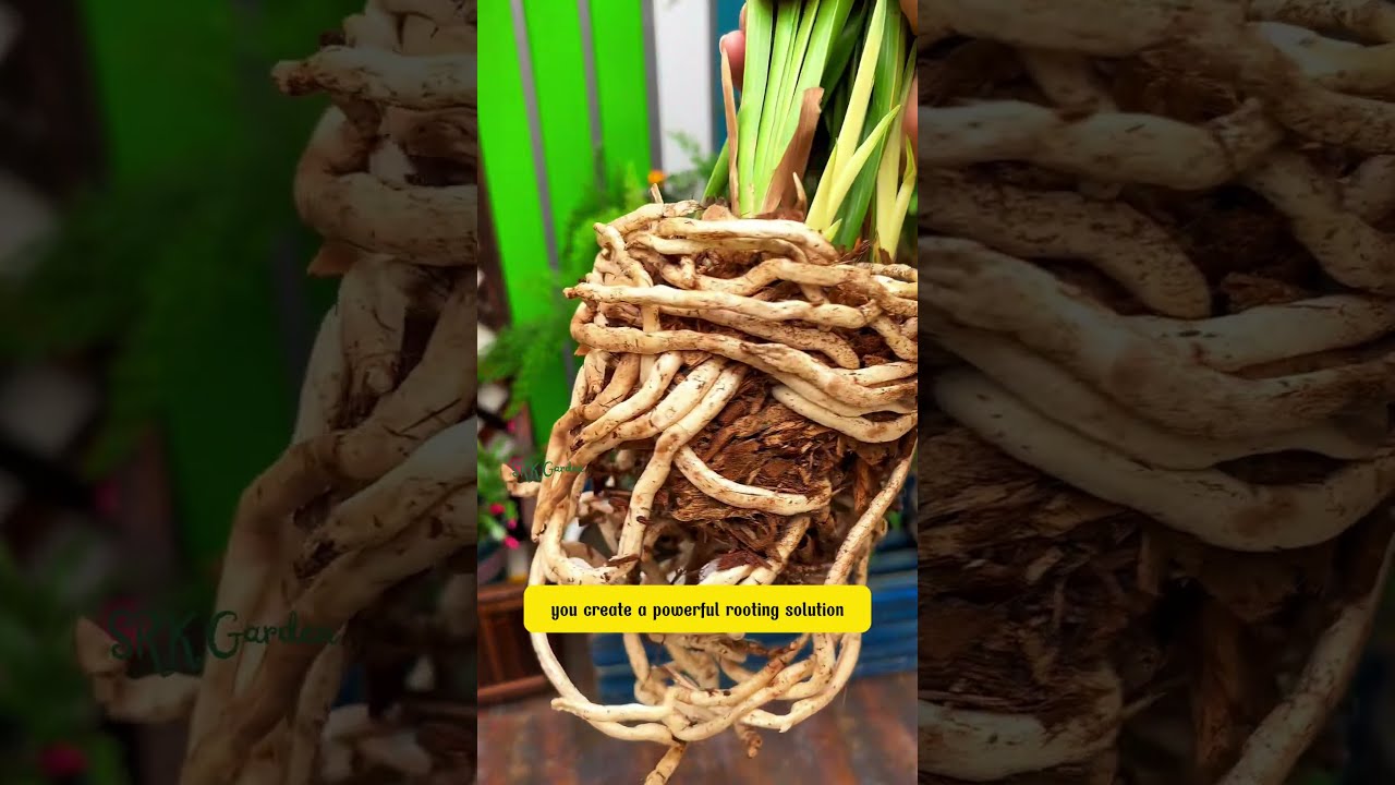 Brown Sugar For Plants Here S What Happe