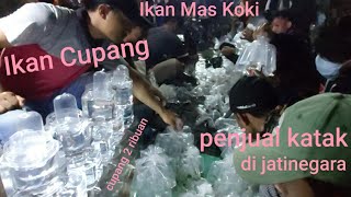 Lapak Ikan Cupang di Pasar Subuh Ikan Hias Jatinegara