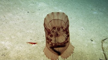 Sea Cucumbers of the Deep | Nautilus Live