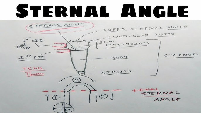 Angle of Louis, transverse thoracic plane, with radiograph! (anatomy) 