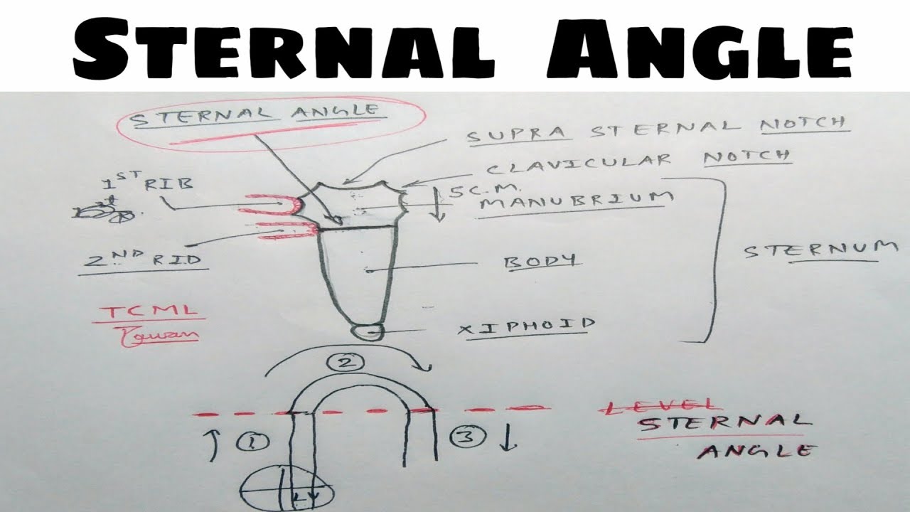 Angle of Louis  Human anatomy and physiology, Anatomy and physiology,  Respiratory therapy